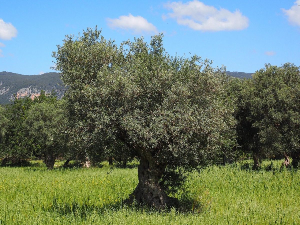 quando si pianta l albero della seta