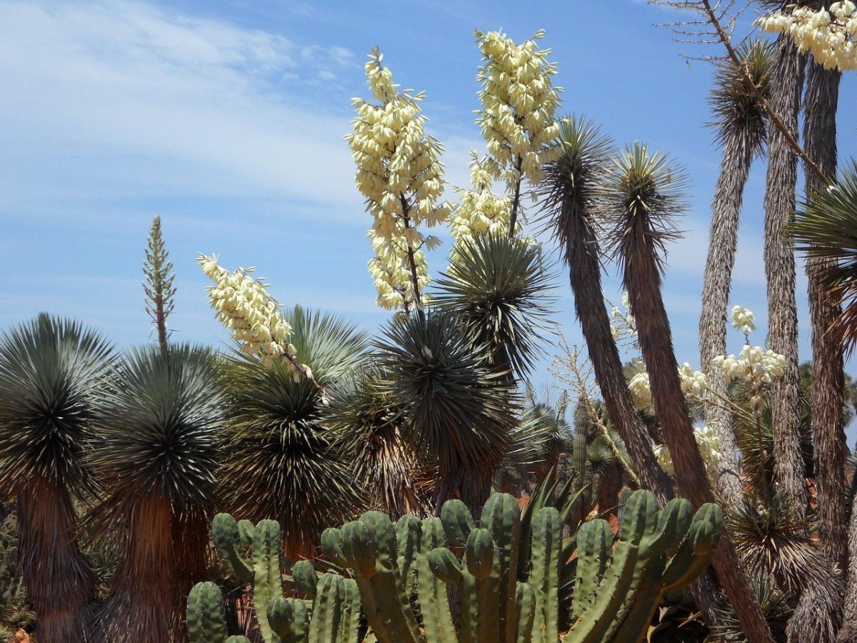 quando si pianta la yucca da giardino